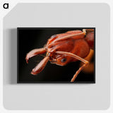 2-70_Insects-Unlocked-Project_blk-crop
