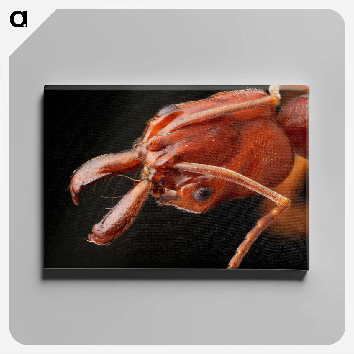 2-70_Insects-Unlocked-Project_canvas