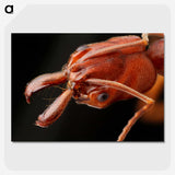 2-70_Insects-Unlocked-Project_picture-crop