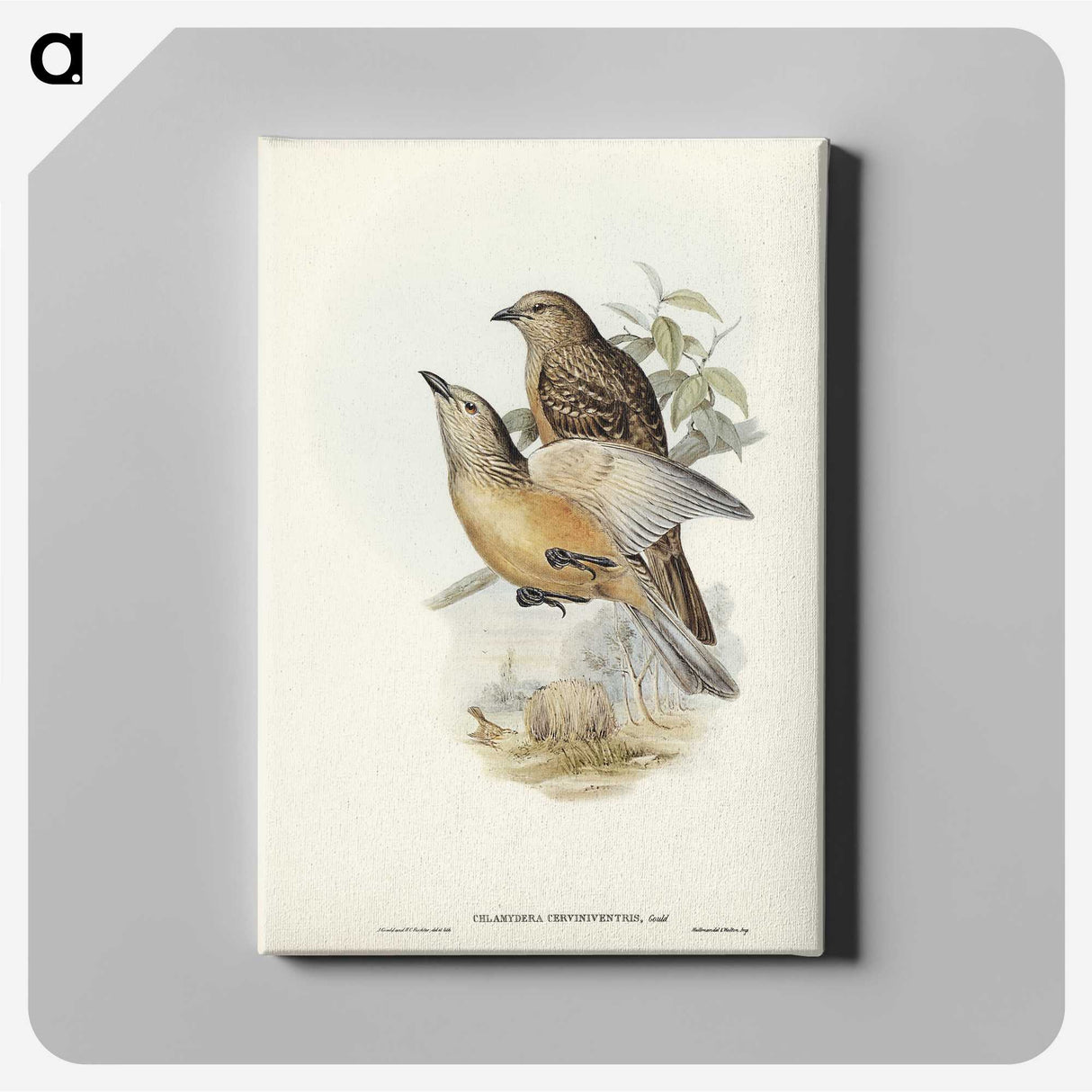 2-70_John-Gould_canvas
