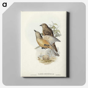 2-70_John-Gould_canvas