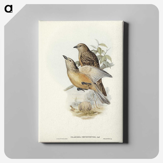 2-70_John-Gould_canvas