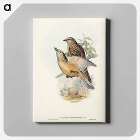 アートパネル-Fawn-breasted Bower-bird
 - ジョン グールド Canvas.