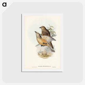 アートポストカード-Fawn-breasted Bower-bird
 - ジョン グールド Postcard.