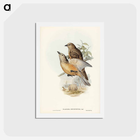 アートポストカード-Fawn-breasted Bower-bird
 - ジョン グールド Postcard.