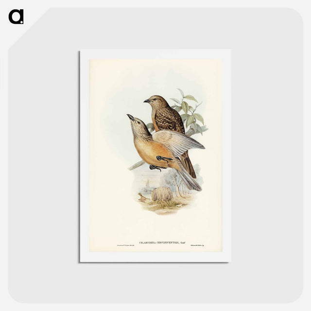 アートポストカード-Fawn-breasted Bower-bird
 - ジョン グールド Postcard.