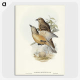 2-70_John-Gould_picture-crop