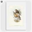 2-70_John-Gould_picture