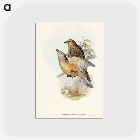 アートポストカード-Fawn-breasted Bower-bird
 - ジョン グールド Postcard.
