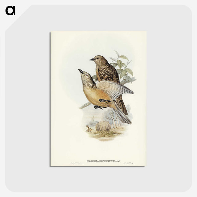 2-70_John-Gould_postcard