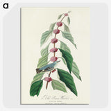 2-70_John-James-Audubon_picture-crop