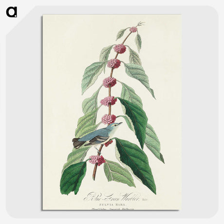 2-70_John-James-Audubon_picture-crop