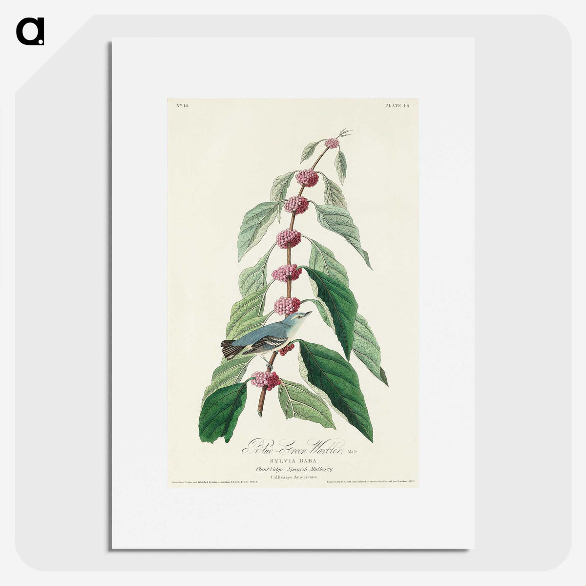 2-70_John-James-Audubon_picture