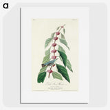 2-70_John-James-Audubon_picture