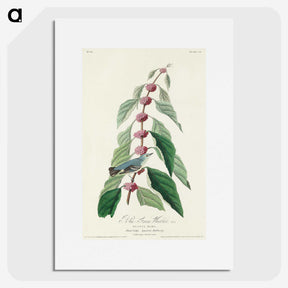 2-70_John-James-Audubon_picture