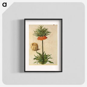 アートポスター-Fritillaria Imperialis
 - マリア ジビーラ メーリアン Poster.