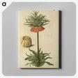 2-70_Maria-Sibylla-Merian_canvas