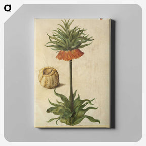 2-70_Maria-Sibylla-Merian_canvas