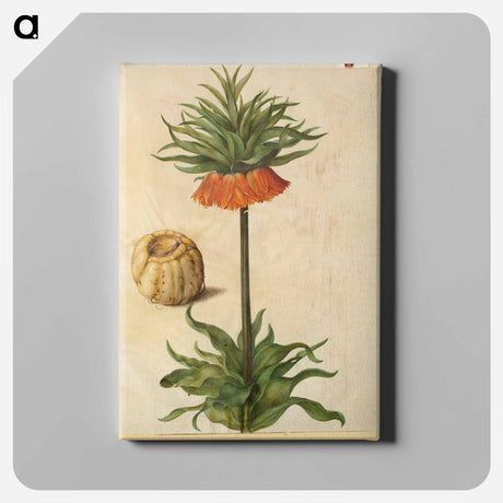 アートパネル-Fritillaria Imperialis
 - マリア ジビーラ メーリアン Canvas.