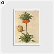 アートポストカード-Fritillaria Imperialis
 - マリア ジビーラ メーリアン Postcard.