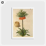 アートポストカード-Fritillaria Imperialis
 - マリア ジビーラ メーリアン Postcard.
