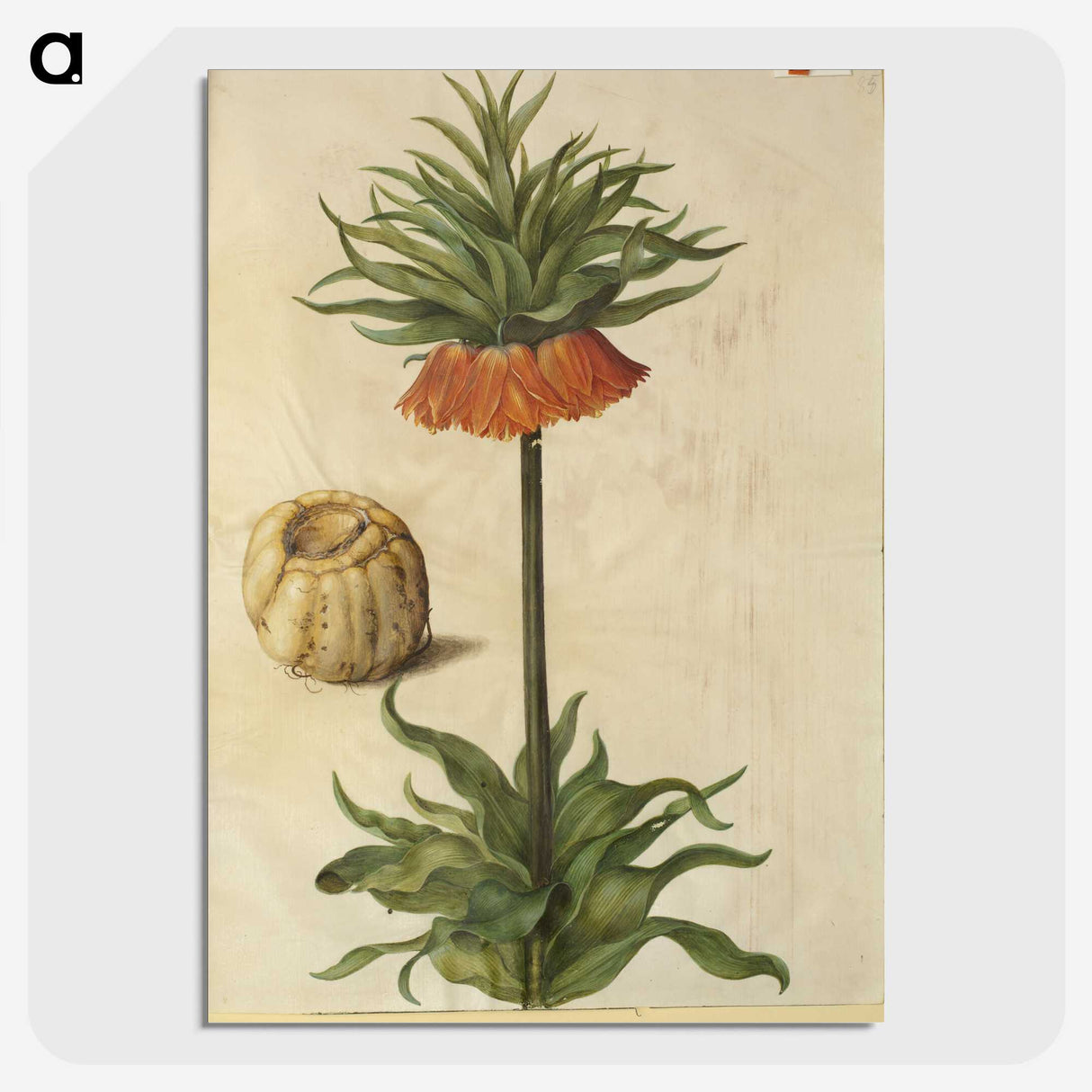 2-70_Maria-Sibylla-Merian_picture-crop