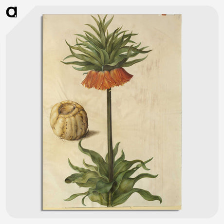 2-70_Maria-Sibylla-Merian_picture-crop
