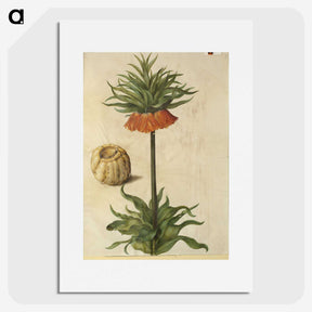2-70_Maria-Sibylla-Merian_picture