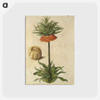 2-70_Maria-Sibylla-Merian_postcard