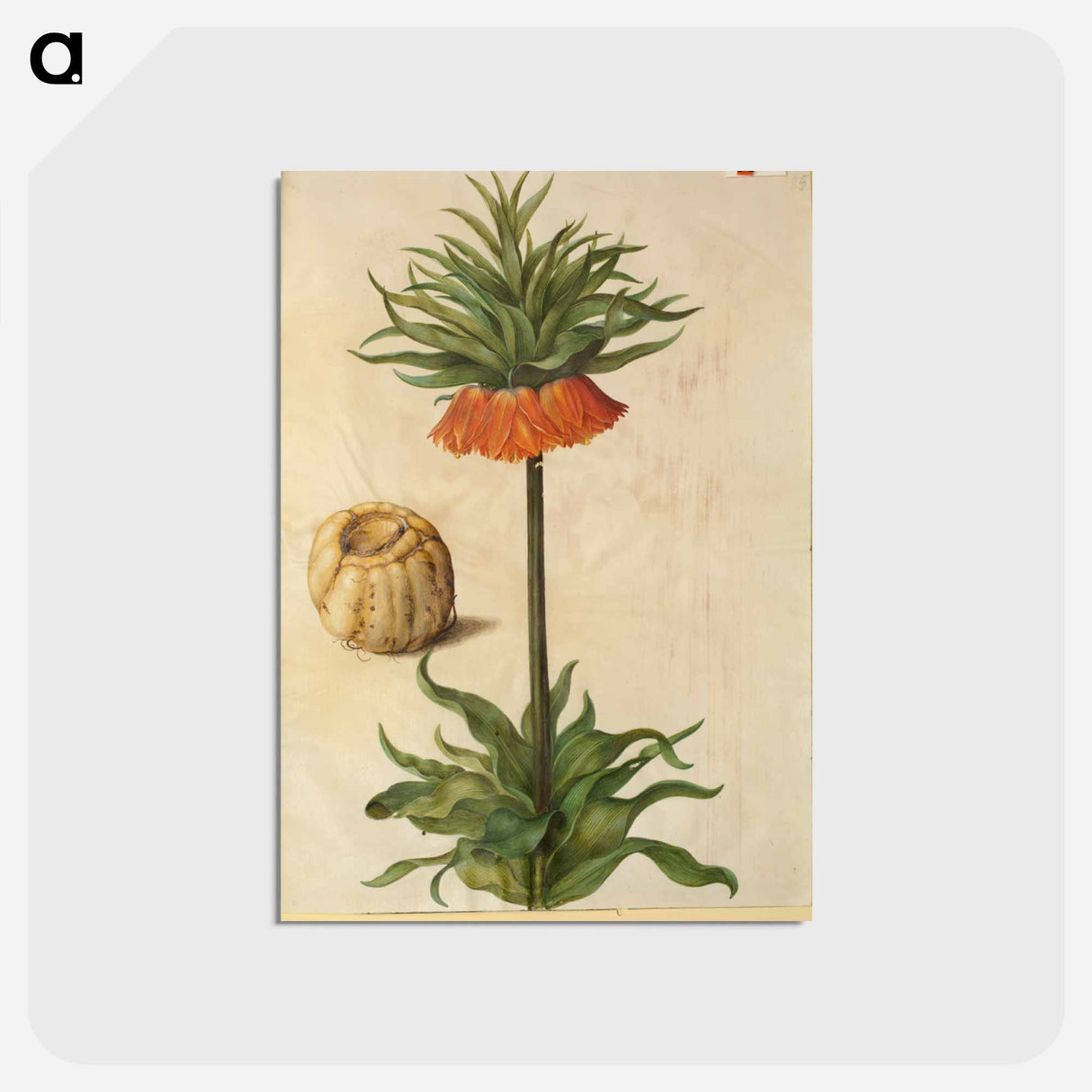 アートポストカード-Fritillaria Imperialis
 - マリア ジビーラ メーリアン Postcard.