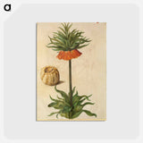アートポストカード-Fritillaria Imperialis
 - マリア ジビーラ メーリアン Postcard.