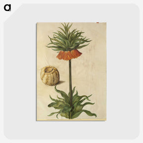 2-70_Maria-Sibylla-Merian_postcard