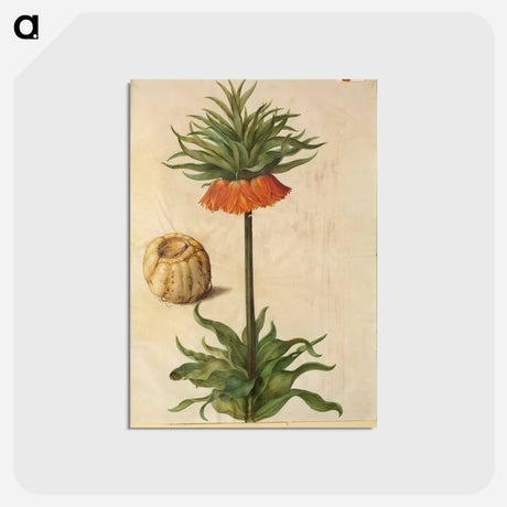 アートポストカード-Fritillaria Imperialis
 - マリア ジビーラ メーリアン Postcard.