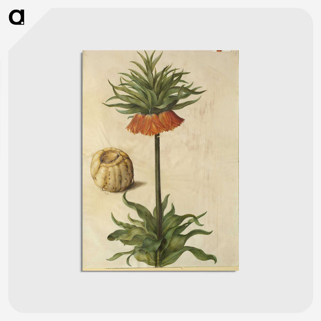2-70_Maria-Sibylla-Merian_postcard
