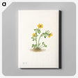 2-70_Mary-Vaux-Walcott_canvas