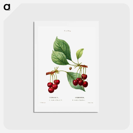 アートポストカード-Cherry (Cerasus) - ピエール ジョゼフ ルドゥーテ Postcard.
