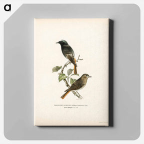アートパネル-European Black Redstart
 - スヴェンスカ フォグラル Canvas.