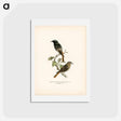アートポストカード-European Black Redstart
 - スヴェンスカ フォグラル Postcard.