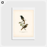 アートポストカード-European Black Redstart
 - スヴェンスカ フォグラル Postcard.