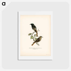 アートポストカード-European Black Redstart
 - スヴェンスカ フォグラル Postcard.