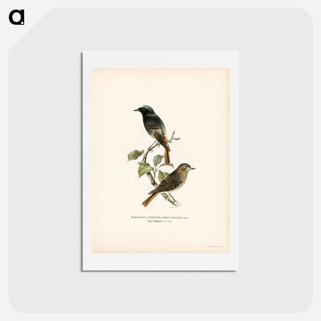 アートポストカード-European Black Redstart
 - スヴェンスカ フォグラル Postcard.