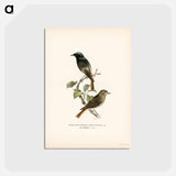アートポストカード-European Black Redstart
 - スヴェンスカ フォグラル Postcard.