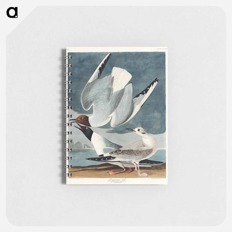 アートメモ帳-Bonapartian Gull from Birds of America
 - アメリカの鳥たち Memo.