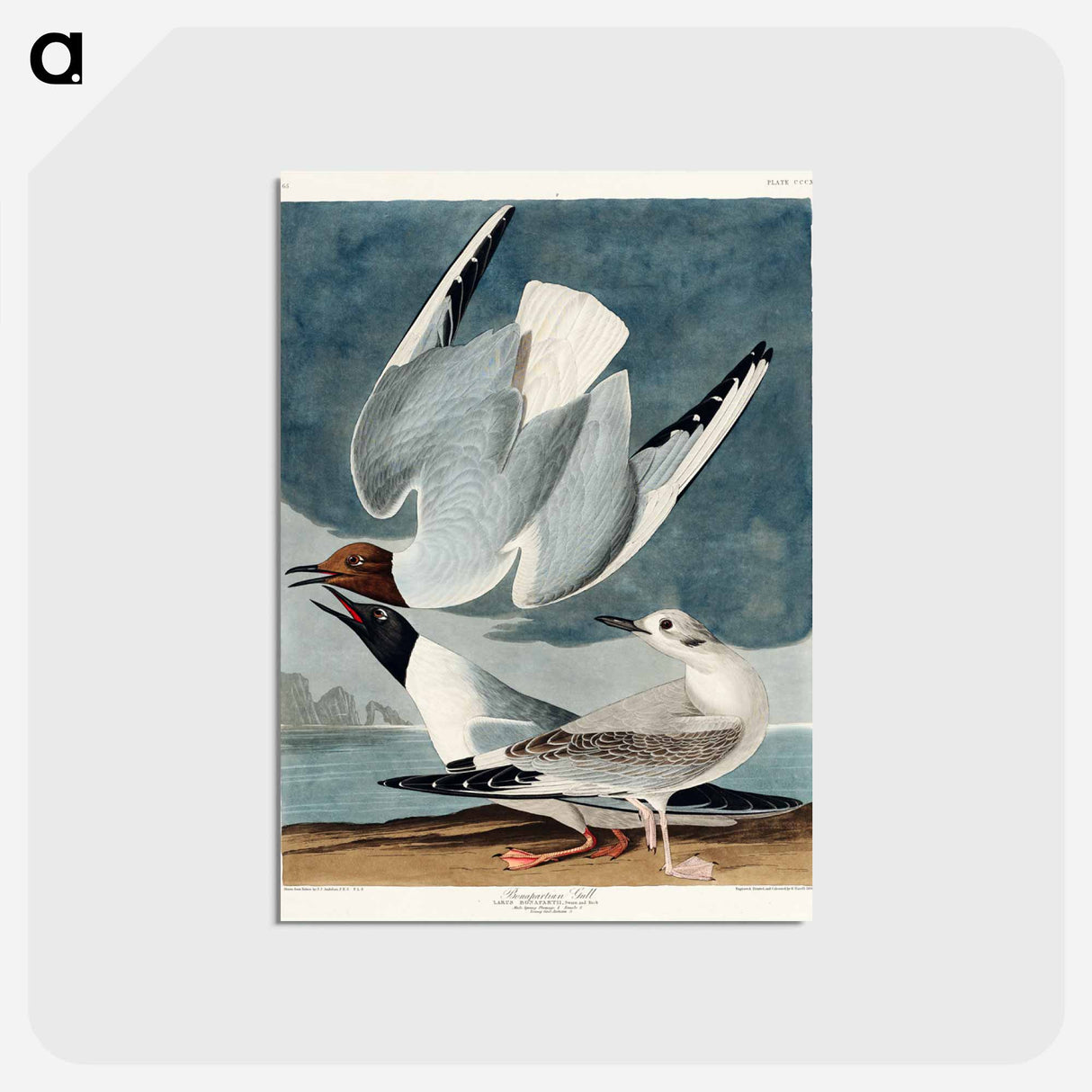 アートポストカード-Bonapartian Gull from Birds of America
 - アメリカの鳥たち Postcard.