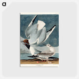 アートポストカード-Bonapartian Gull from Birds of America
 - アメリカの鳥たち Postcard.