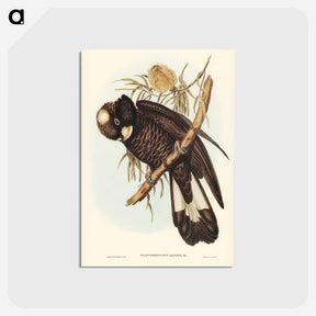アートポストカード-Baudin's Cockatoo
 - オーストラリアの鳥 Postcard.