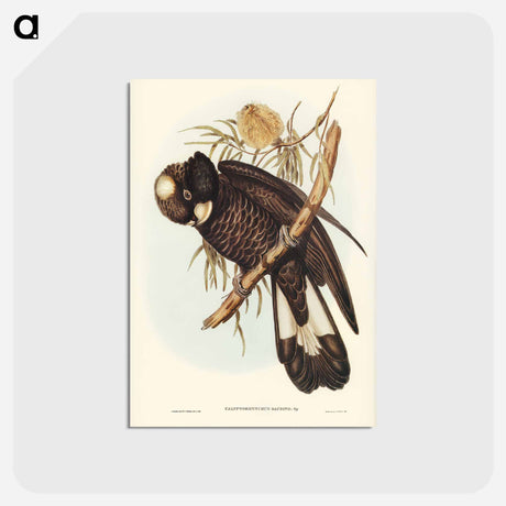 アートポストカード-Baudin's Cockatoo
 - オーストラリアの鳥 Postcard.