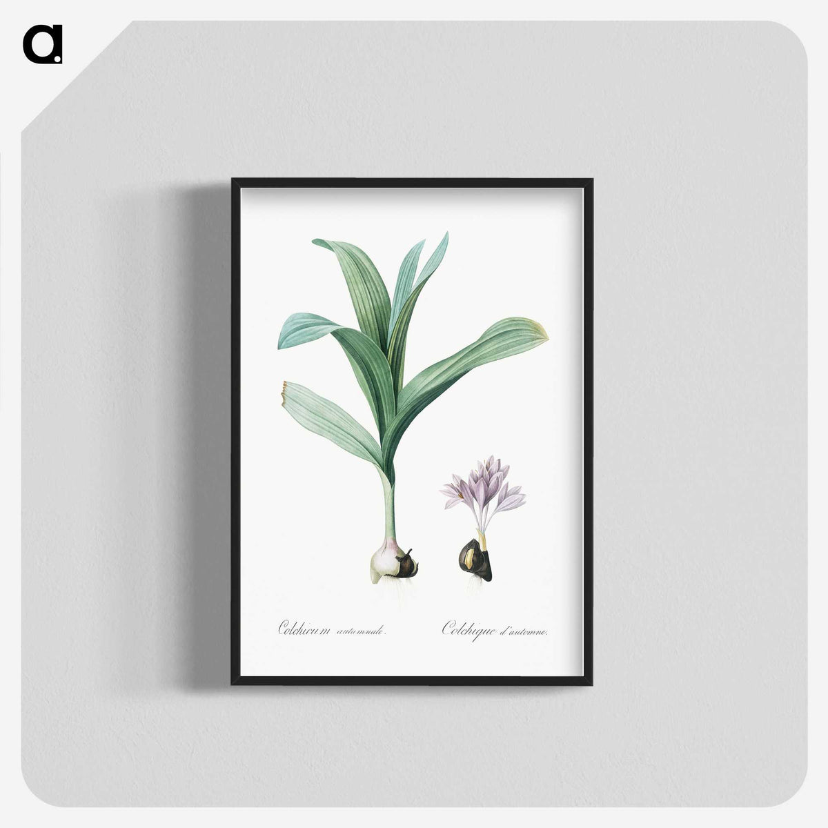 2-70_The-Lilies_blk-crop