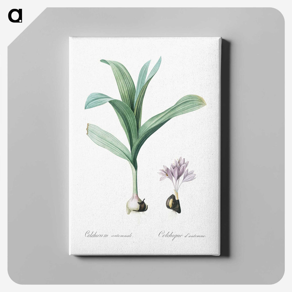 2-70_The-Lilies_canvas