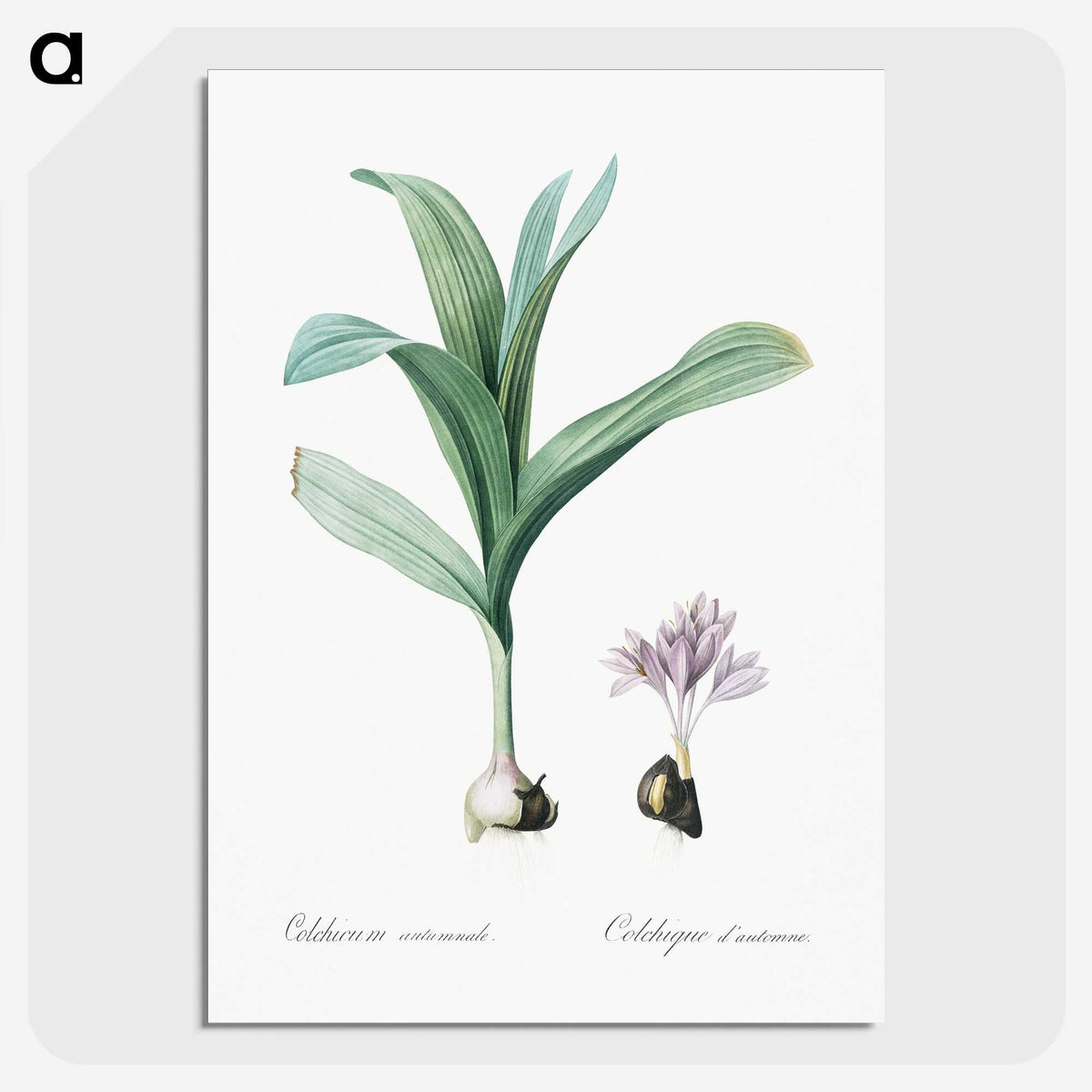 2-70_The-Lilies_picture-crop